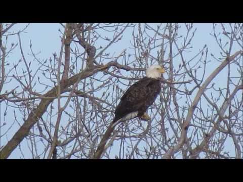 Bald Eagles - Starved Rock State Park - Birds