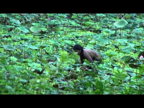 how to harvest tamarind