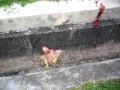 bengkel penyembelihan ayam Kolej Matrikulasi Melaka bengkel penyembelihan ayam Kolej Matrikulasi Melaka