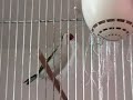 Darrrrek - Breeding Carduelis major EUMO mutation female
