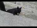 The Chipmunk & Black Squirrel