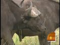 Rescuing Endangered Species