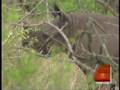 Rescuing Endangered Species