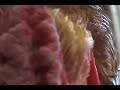 Secret Footage Chicken Kills Pitbull in Georgia!