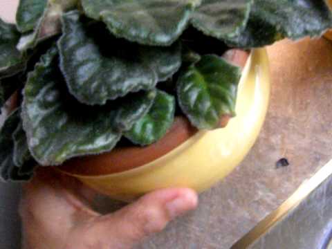 how to grow african violets
