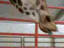 Feeding The Giraffes from 2007 Florida State Fair Feeding The Giraffes from 2007 Florida State Fair