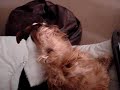 I love it when you nibble my ear I love it when you nibble my ear