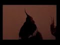 Star Wars Cockatiel - The Uncut Footage Star Wars Cockatiel - The Uncut Footage