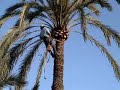 PRUNING PALM TREES IN ELCHE PRUNING PALM TREES IN ELCHE