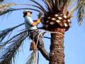 PRUNING PALM TREES IN ELCHE
