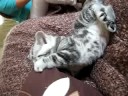 Winton kitties - Take six