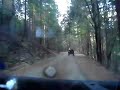 Quad ride on Forest Service Rd.