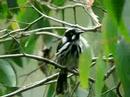 New Holland Honeyeater, Fairy Dell, Australia Nov 2007 New Holland Honeyeater, Fairy Dell, Australia Nov 2007