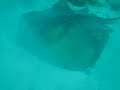 A family of sting rays at Sunokawa Park, Ehime-ken Japan