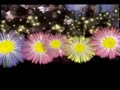 Jamas Jamas -  (Primicia)
