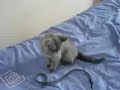 British Shorthair Blue Kitten - Wafer Playing