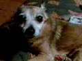 Dog patted