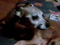 Dog patted