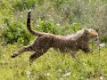 Cheetahs in Tanzanita