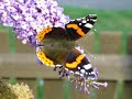 שבירת כוס Yani- Butterfly Dance