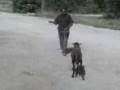 videos de amos vs. el borrego