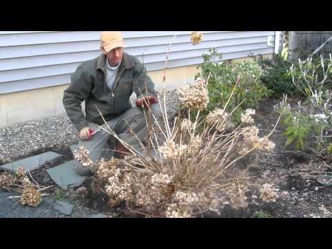 how to trim hydrangea