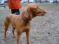 Dogs