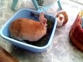 notre cochon d'inde et lapin donne l'assaut � la gourmandise