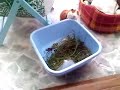 notre cochon d'inde et lapin donne l'assaut � la gourmandise