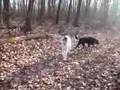 Borzoi video