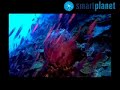 El cambio climático amenaza los arrecifes coralinos El cambio climático amenaza los arrecifes coralinos