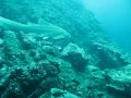forra swimming with shark 2 - free flv video @ vwatch.tv
