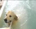 Piper at Hawksmoor Hydrotherapy Referral Centre Piper at Hawksmoor Hydrotherapy Referral Centre
