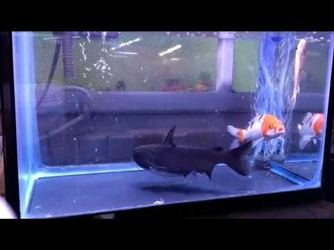 Szybka akcja w akwarium