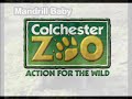 Mandrill Baby!