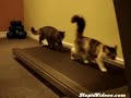 gatinhos fitness  treadmill kittens 