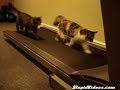 gatinhos fitness  treadmill kittens 