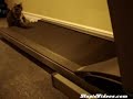gatinhos fitness  treadmill kittens 