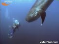 very rare megamouth shark