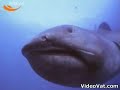 rare megamouth shark rare megamouth shark