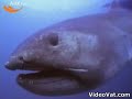 very rare megamouth shark