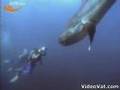 כריש נדיר בעל לוע עצום