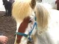 A Horse of a Different Color
