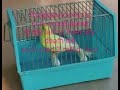 BREAKING NEWS! BIRDS FALLING OUT OF THE SKY! WE ARE SOOOO IN TROUBLE FOLKS! ITS TIME TO WAKE UP!