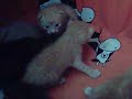 lindos gatitos!!:D