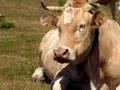 videos de Casa Rural Urbasa Urederra Nº 67   Vacas Rumiando   6- 27741
