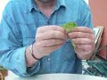 Corso giardinaggio - Come fare una talea di Geranio Corso giardinaggio - Come fare una talea di Geranio