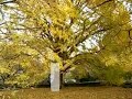 Autumnal leaves??????????