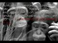 Altruism in Monkeys
