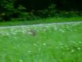 Tom Roberts Video 2